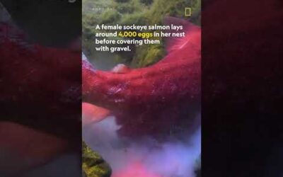 Sockeye salmon lays 4,000 eggs in riverbed #NatGeoWild #Shorts