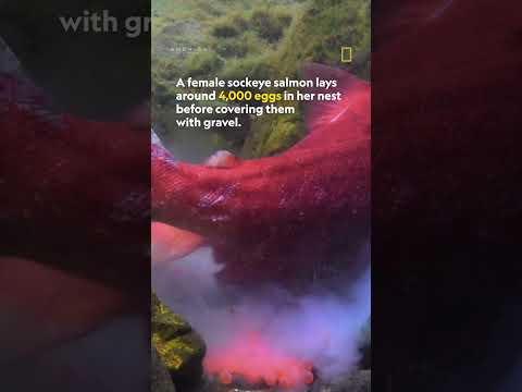 Sockeye salmon lays 4,000 eggs in riverbed #NatGeoWild #Shorts