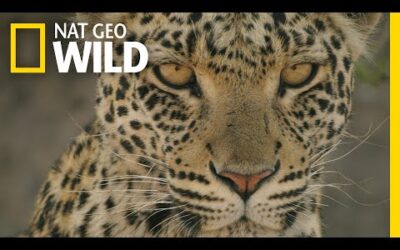 🔴 LIVE: Enter the Savage Kingdom: Ultimate Predators | Watch Now on Nat Geo WILD