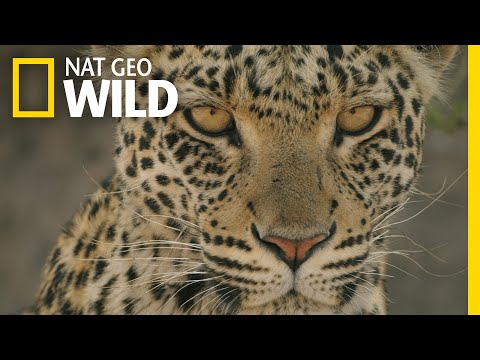 🔴 LIVE: Enter the Savage Kingdom: Ultimate Predators | Watch Now on Nat Geo WILD