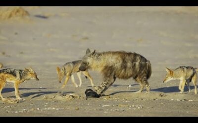 Jackal Pack vs Hyena: Food Fight | 4K UHD | Seven Worlds One Planet | BBC Earth