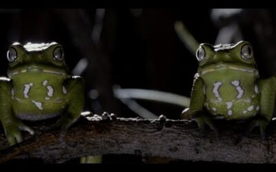 Frogs After Dark | Relax with Nature | The Wild Place | BBC Earth