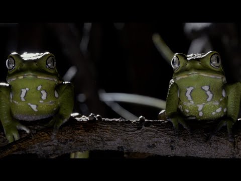 Frogs After Dark | Relax with Nature | The Wild Place | BBC Earth