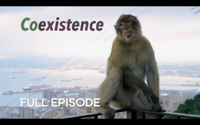 The Last Wild Monkeys in Europe I Coexistence I BBC Earth