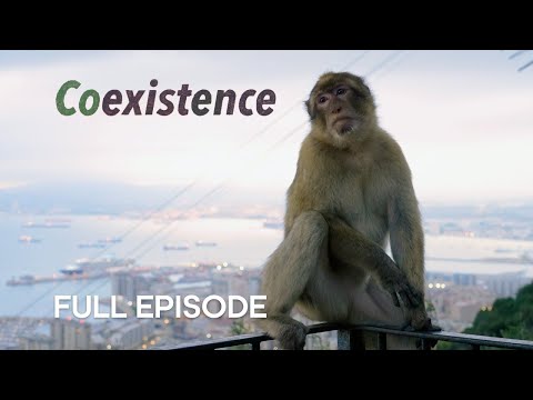 The Last Wild Monkeys in Europe I Coexistence I BBC Earth