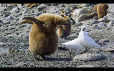 Baby Penguin Loses Parents I 4K UHD | Seven Worlds One Planet | BBC Earth