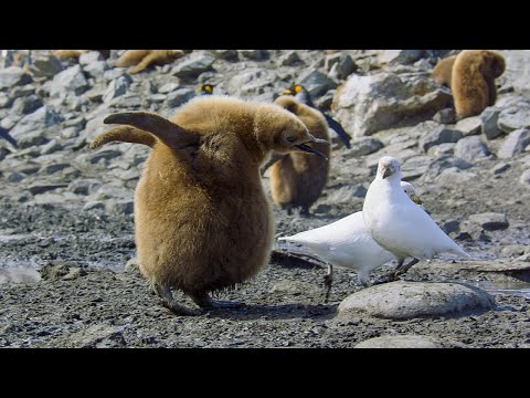 Baby Penguin Loses Parents I 4K UHD | Seven Worlds One Planet | BBC Earth