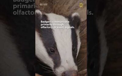 Are you digging these badger facts, or what? 🦡🦡🦡  #NatGeoWild #Shorts