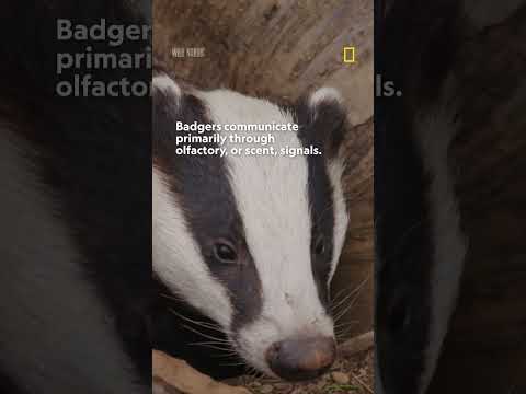 Are you digging these badger facts, or what? 🦡🦡🦡  #NatGeoWild #Shorts