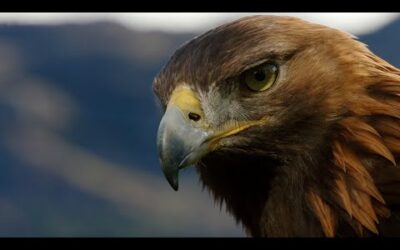 POV: Eagle Flight | Natural World: Super Powered Eagles | BBC Earth