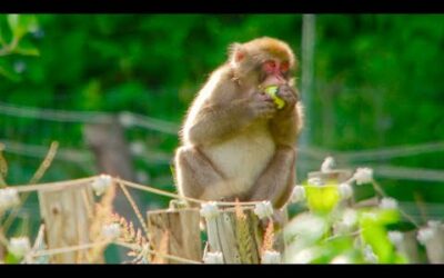 Monkeys Break Into Farm | Japan: Earth’s Enchanted Islands | BBC Earth