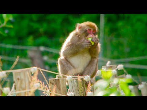 Monkeys Break Into Farm | Japan: Earth’s Enchanted Islands | BBC Earth