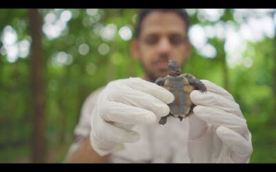 Sniffer Dogs Saving Tortoises | Reports From The Frontline | BBC Earth