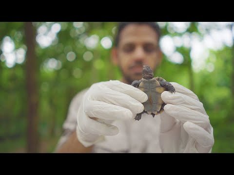 Sniffer Dogs Saving Tortoises | Reports From The Frontline | BBC Earth