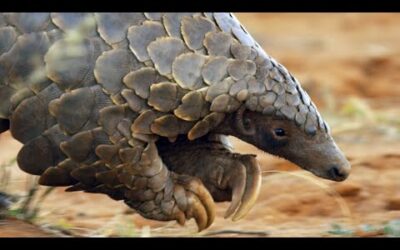 Pangolins and Aardvarks Search for Termites | 4KUHD | Seven Worlds One Planet | BBC Earth