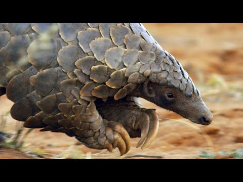 Pangolins and Aardvarks Search for Termites | 4KUHD | Seven Worlds One Planet | BBC Earth