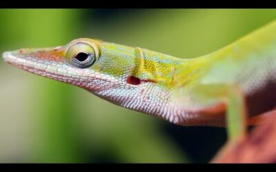 Meet the Animals of Cuba | Relax With Nature | BBC Earth