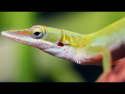 Meet the Animals of Cuba | Relax With Nature | BBC Earth