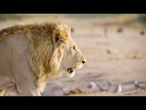 One Hour Of Your Favourite BBC Earth Moments | BBC Earth