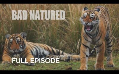 Shocking Young Tiger Cub’s First Kill | Bad Natured I BBC Earth