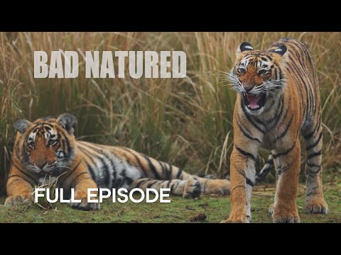 Shocking Young Tiger Cub’s First Kill | Bad Natured I BBC Earth