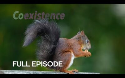 Endangered Red Squirrel Thriving in Small Town | Coexistence | BBC Earth