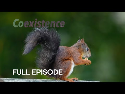 Endangered Red Squirrel Thriving in Small Town | Coexistence | BBC Earth