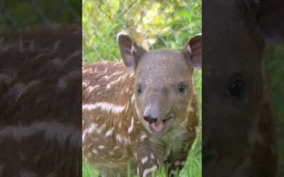 A baby baird tapir to brighten your day ☀️