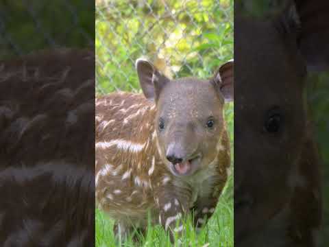 A baby baird tapir to brighten your day ☀️