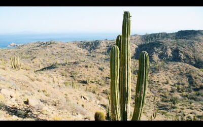 Explore the Deserts of Mexico | Relax with Nature | The Wild Place | BBC Earth