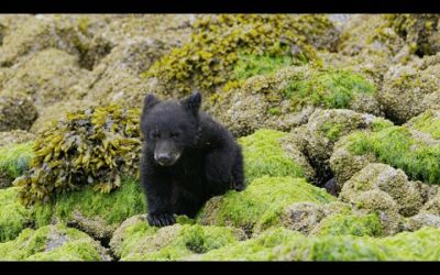 Bear Cubs’ First Trip to the Seaside | 4K UHD | Seven Worlds One Planet | BBC Earth