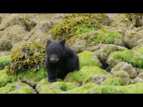 Bear Cubs’ First Trip to the Seaside | 4K UHD | Seven Worlds One Planet | BBC Earth