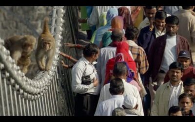 Cheeky Monkeys Stealing and Begging for Food | Ganges | BBC Earth