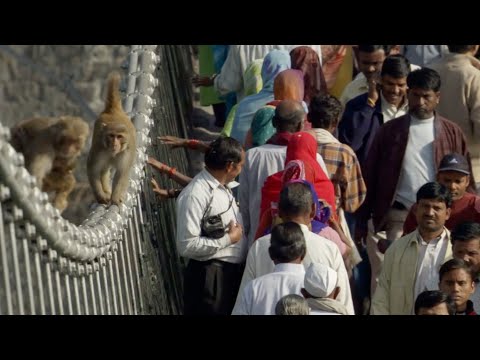 Cheeky Monkeys Stealing and Begging for Food | Ganges | BBC Earth