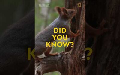 Did you know? Red squirrel edition 🌰 #shorts