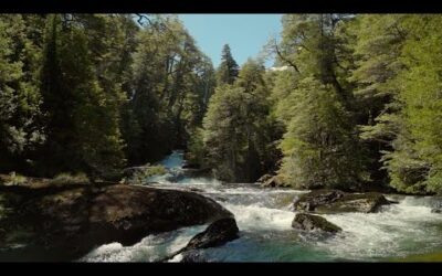 Bask in An Ancient Forest I Relax with Nature I The Wild Place | BBC Earth