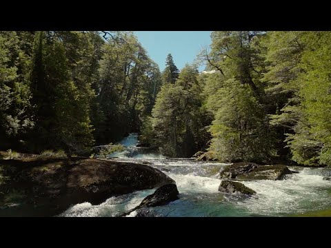 Bask in An Ancient Forest I Relax with Nature I The Wild Place | BBC Earth