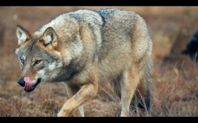 Bear vs Wolves: Battle for Food | Wild Scandinavia | BBC Earth