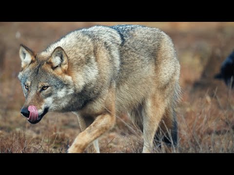 Bear vs Wolves: Battle for Food | Wild Scandinavia | BBC Earth