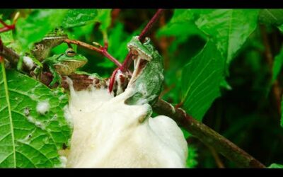 Frog Mating Foam Party | 4KUHD | Japan: Earth’s Enchanted Islands | BBC Earth