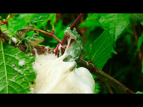 Frog Mating Foam Party | 4KUHD | Japan: Earth’s Enchanted Islands | BBC Earth