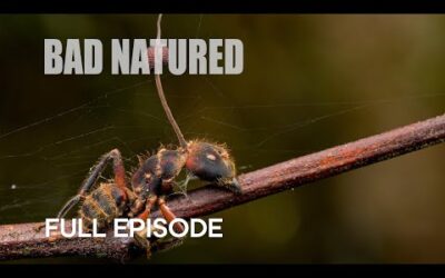 Cordyceps Cause Horror Scenes in Rainforest | Bad Natured | BBC Earth