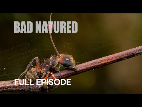 Cordyceps Cause Horror Scenes in Rainforest | Bad Natured | BBC Earth