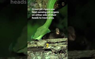 World’s deadliest: Green pit vipers #worldsdeadliest #snakes #shorts