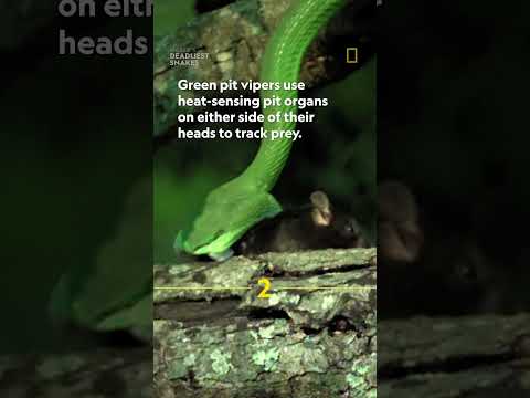 World’s deadliest: Green pit vipers #worldsdeadliest #snakes #shorts