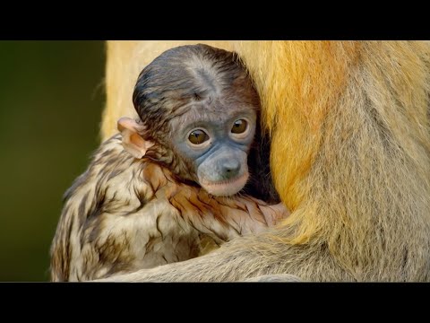 Explore Earth’s Tropical Islands | BBC Earth