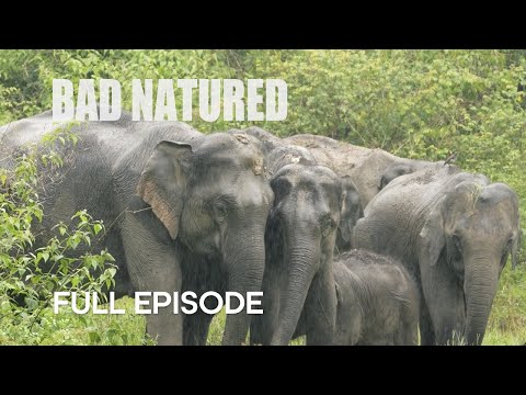 Baby Elephant Abandoned by Mother I Bad Natured I BBC Earth