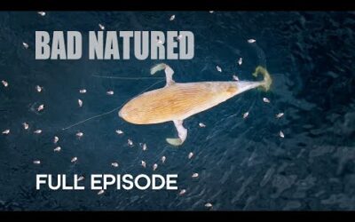 Harrowing Ocean Encounter with Baby Whale | Bad Natured | BBC Earth