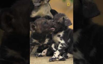 Who knew baby wild dogs were so cute? #BabyAnimals #wildlife #shorts