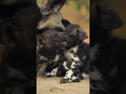 Who knew baby wild dogs were so cute? #BabyAnimals #wildlife #shorts